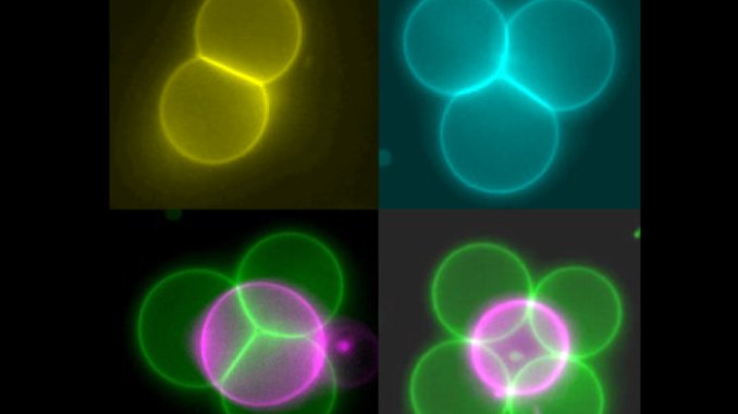 Grazie ad una nuova tecnica laser è possibile manipolare le cellule artificiali in strutture anche non esistenti in natura.