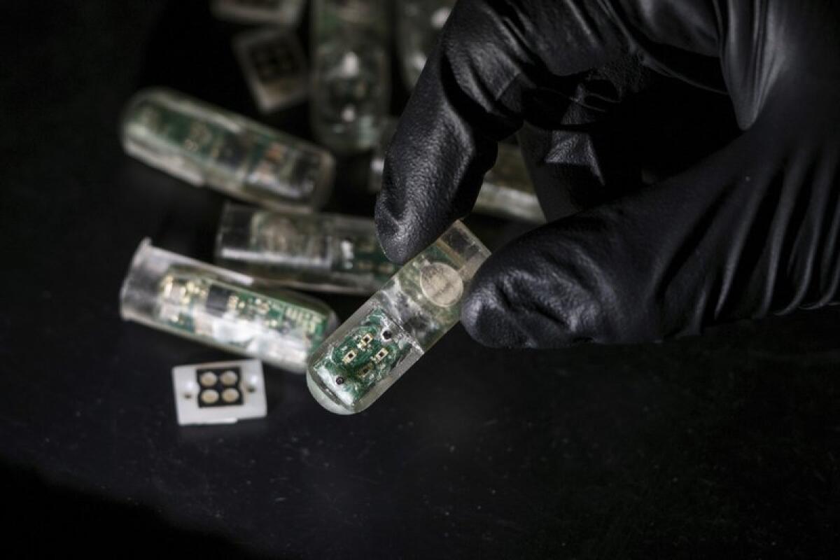 "Batteri su chip": i sensori ingeribili che rivoluzionano la diagnostica - Bacteria on a chip