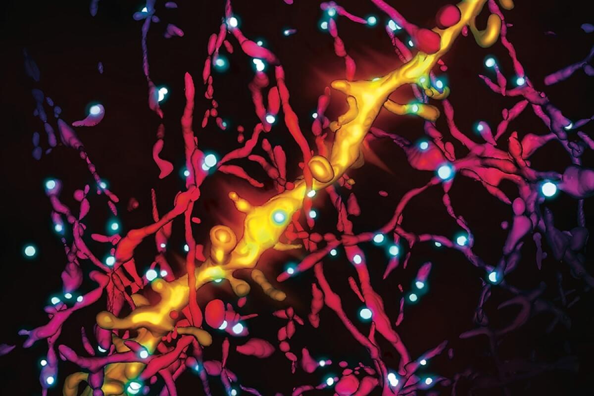 Alla scoperta delle funzioni della serotonina - Ph. unipi.it