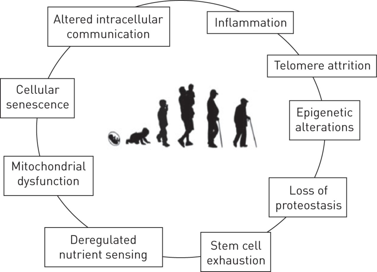 Nell'immagine vengono mostrate le principali cause dell'invecchiamento in organismi multicellulari.Credits: http://erj.ersjournals.com