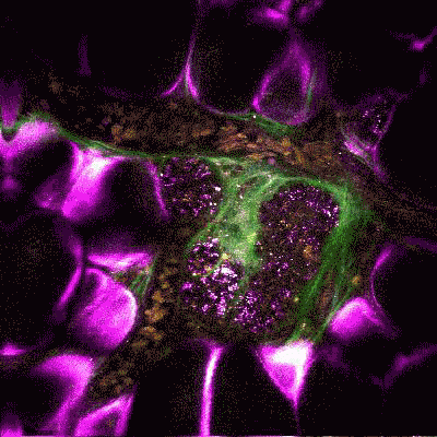 Imaging tissutale con microscopia SLAM: leucociti che viaggiano all'interno di un vaso sanguigno.Credits: Stephen Boppart/University of Illinois