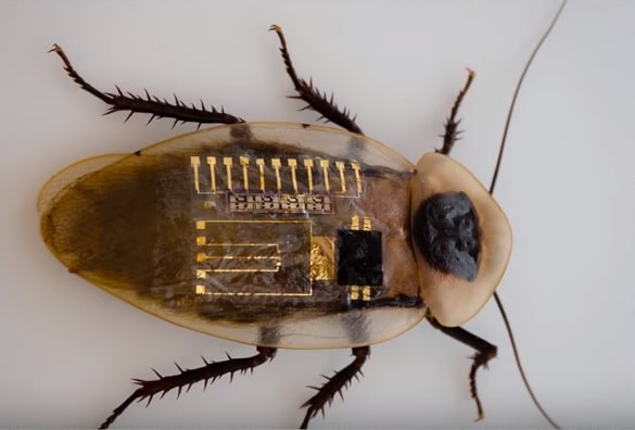 Scarafaggio con il sistema nervoso artificialePh: science magazine