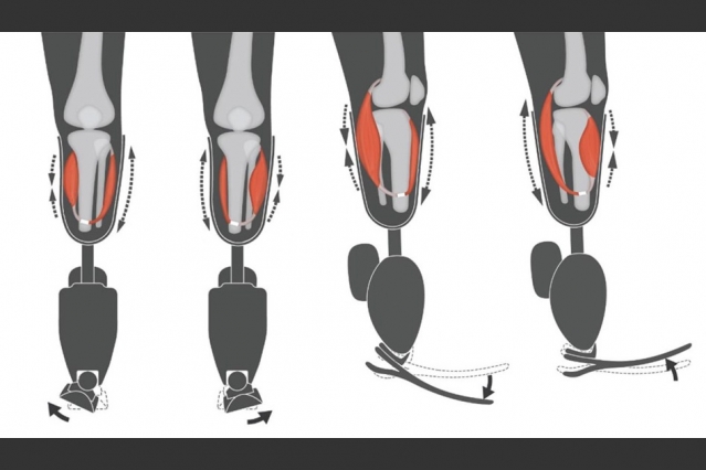 Schematizzazione del funzionamento dell'interfaccia AMICredits: MIT Media Lab/Biomechatronics group