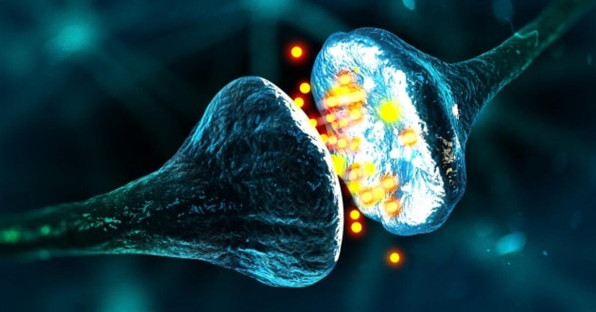 Plasticità neuronale: l'intricato mondo di sinapsi e neurotrasmettitori - 
