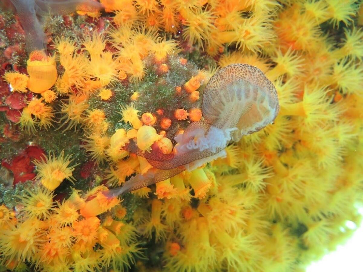 Madrepora arancione, il "killer" delle meduse - Madrepora arancione, crediti: ANSA