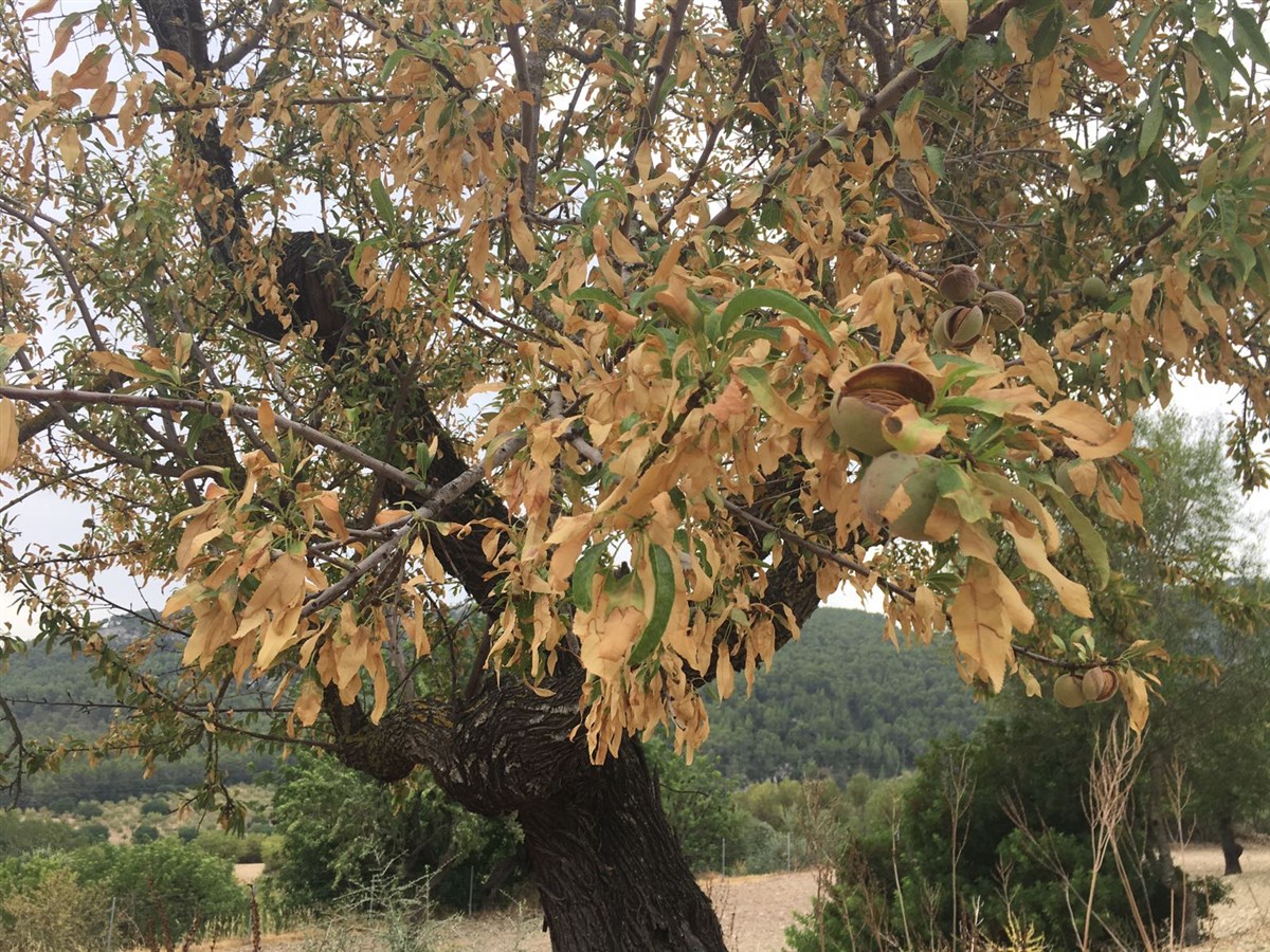 Albero colpito da Xylella