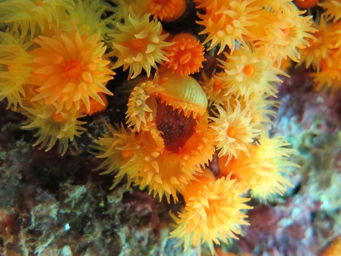 Madrepora arancione, crediti: ANSA