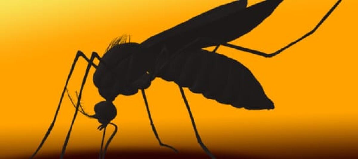 West Nile: cosa c'è da sapere sul virus trasmesso dalle zanzare - 