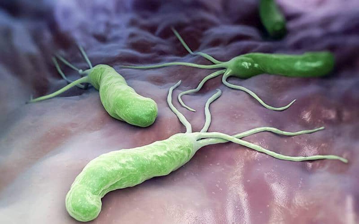 Unibo ricerca. Come creare nuovi antibiotici contro Helicobacter Pylori - 