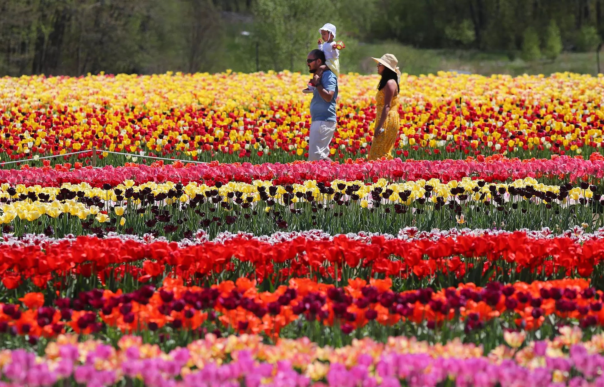 La bolla dei tulipani