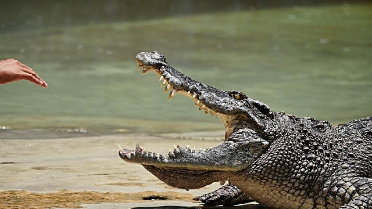 Le euristiche - Finanza comportamentale - Man tease crocodile by put his hand in crocodile's mouth.