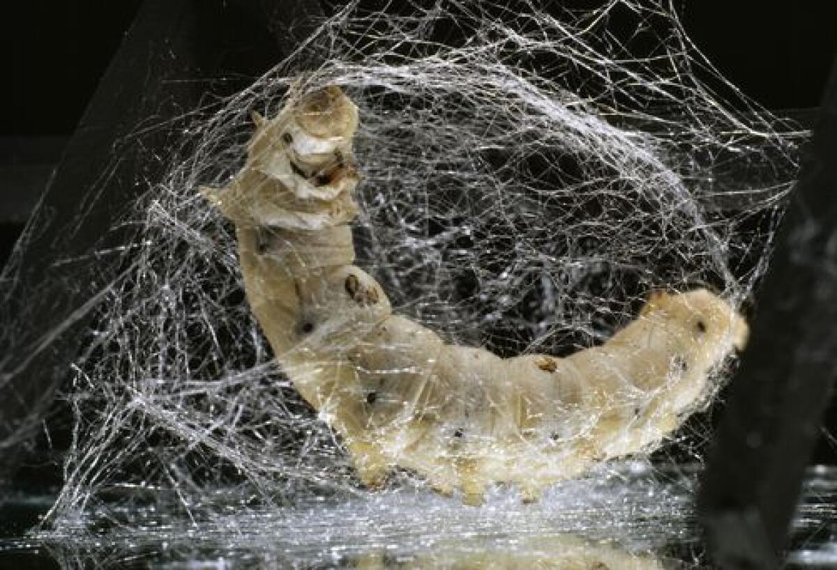 Fibroina della seta: dal bozzolo al filamento serico in campo biomedicale - PH: chimica-online.it