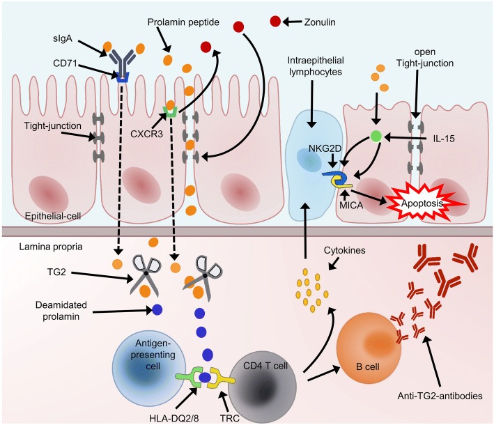 Ph: ncbi.nlm.nih.gov