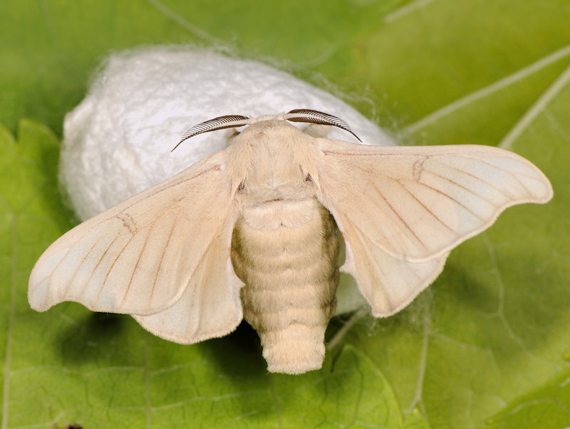 Baco da seta, Bombyx mori PH: naturamediterraneo.com