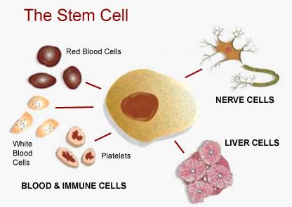 Le cellule staminali possono differenziare in tutte le cellule dell'organismo se vengono espressi specifici fattori di differenziamento.