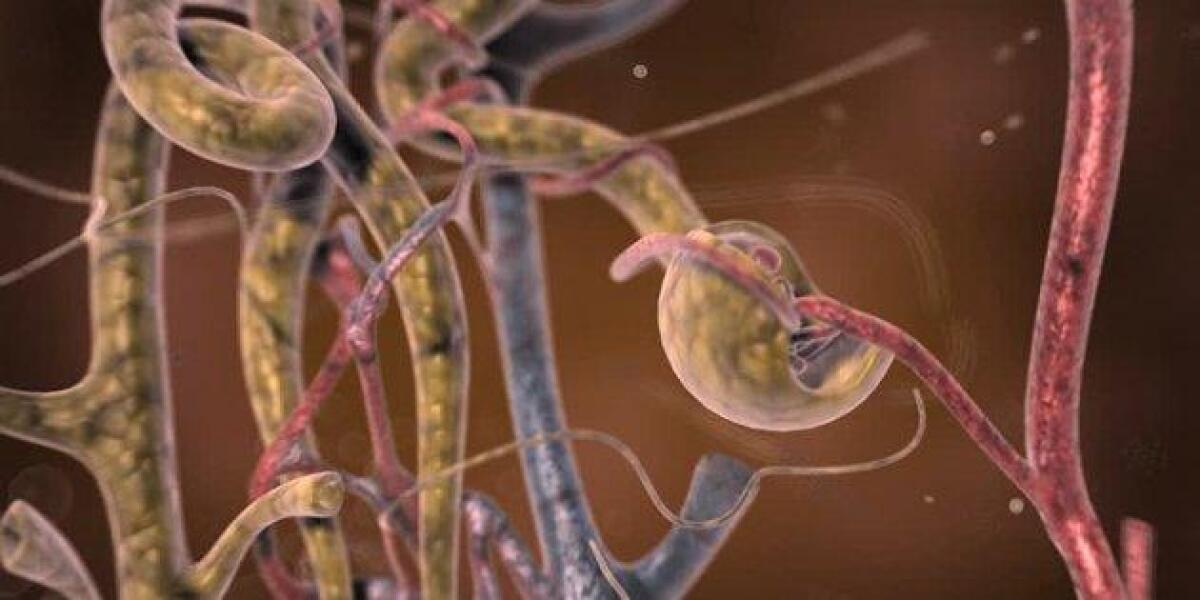 Tubuli renali ingegnerizzati e stampati in 3D a Genova - PH: primocanale.it