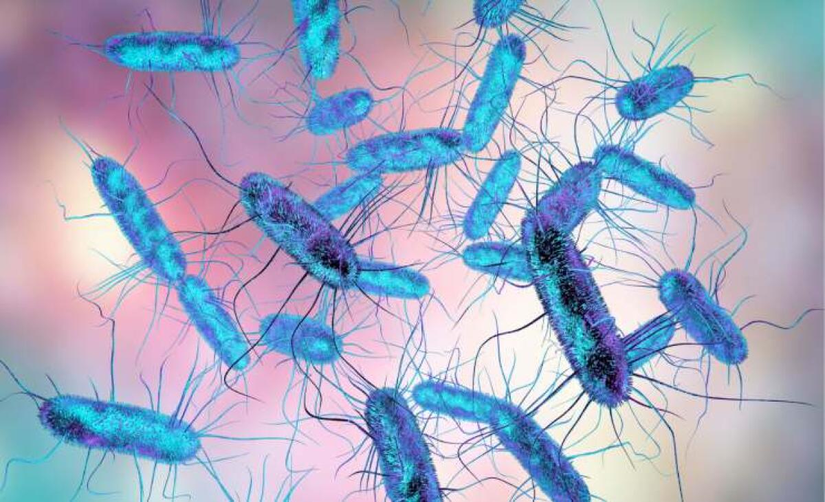 Bill Gates, Jeff Bezos e Michael Bloomberg investono su un batterio... - La Salmonella è un batterio frequentemente responsabile di infezioni alimentari. (canva.com) - www.sciencecue.it