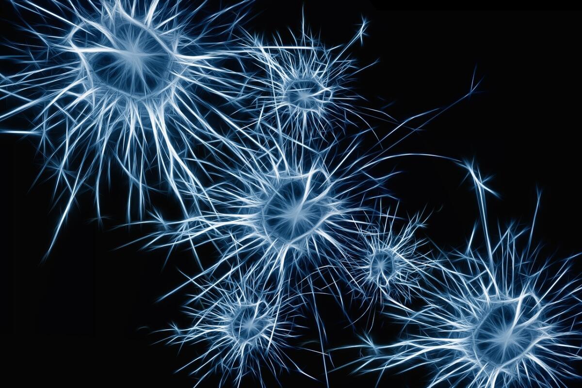 Dalle cellule staminali ad una rete neurale umana funzionante - Dalle cellule staminali ad una rete neurale umana funzionante