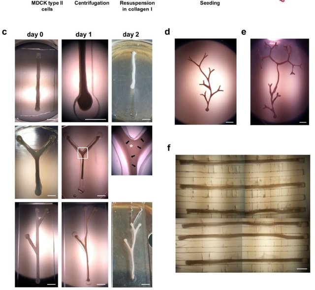        Strutture tubolari ingegneristiche a partire da sospensioni cellulari MDCK  PH: researchgate.net