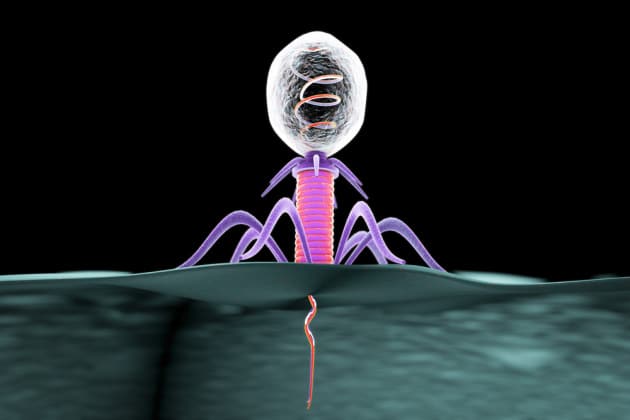 Immagine rappresentate una simulazione del comportamento del batteriofago. L'intero contenuto del capside viene riversato nel citoplasma del batterio Ph. focus.it
