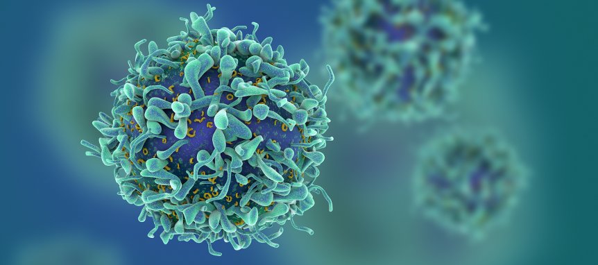 L'immagine rappresenta la superficie di un linfocita T dove sono presenti i recettori per gli antigeni. Queste cellule sono preposte alla riposta immune. Tuttavia, possono essere fatali nelle malattie autoimmuni.