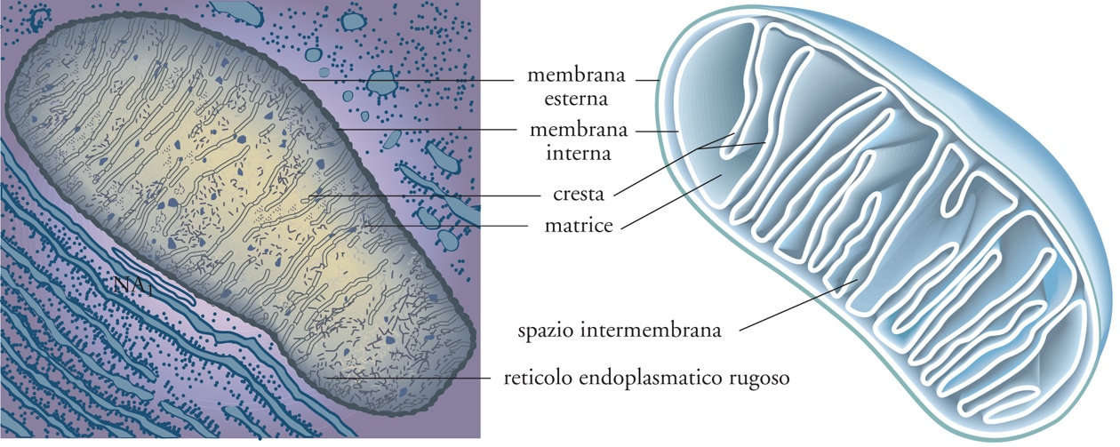 L'immagine a sinistra rappresenta una sezione di mitocondrio ottenuta con microscopia elettronica a cui sono stati aggiunti falsi colori per evidenziare le regioni. A destra una ricostruzione "cartoon"Ph. treccani.it
