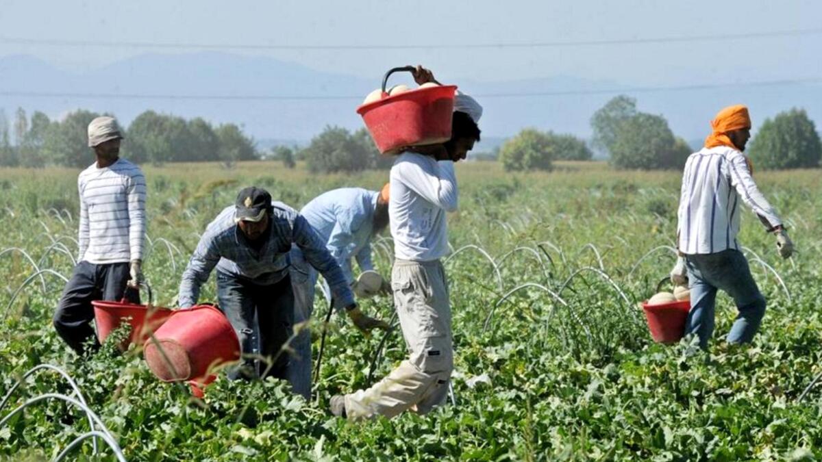 Caporalato: schiavitù e disperazione - Fonte: Antropocene.it