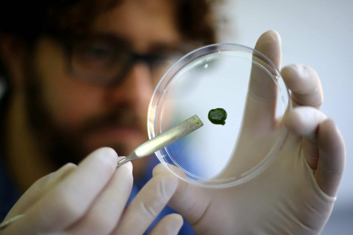 La pelle artificiale che si rigenera con la fotosintesi - Artificial Skin, crediti: REUTERS/Ivan Alvarado