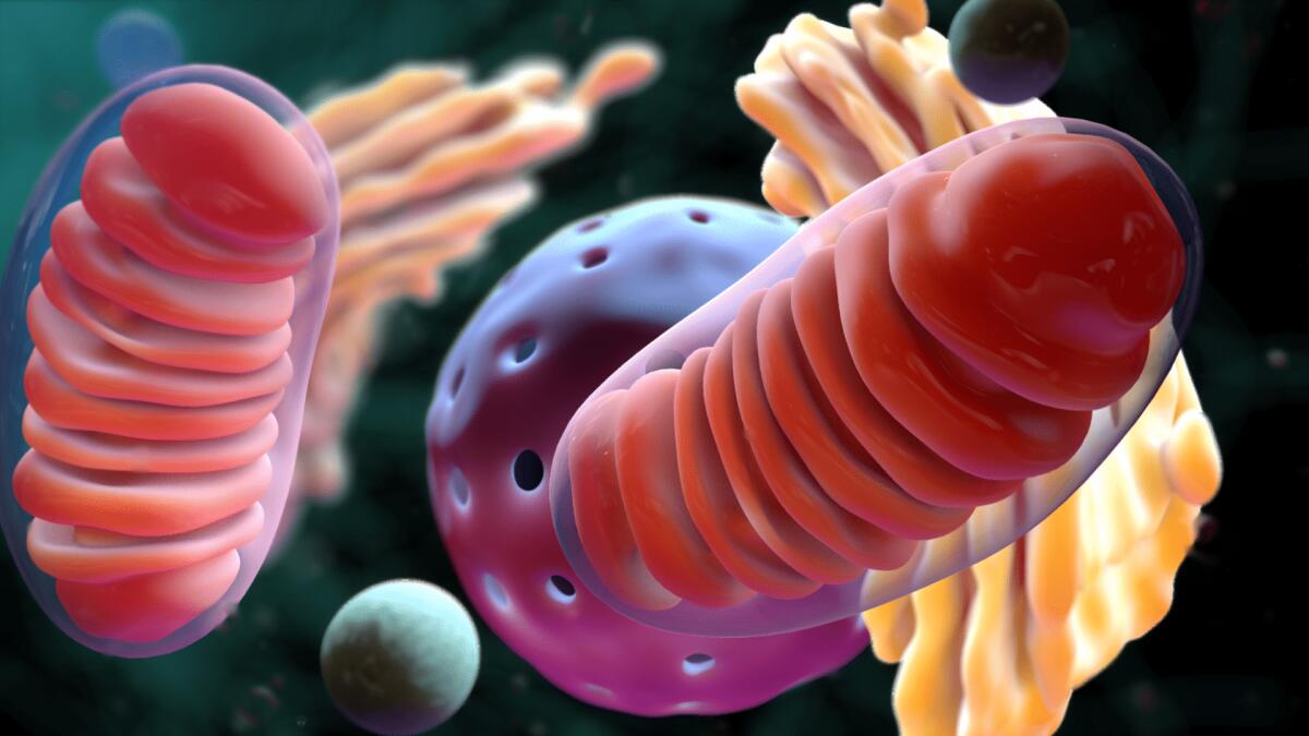 La trasmissione paterna del DNA mitocondriale - Ph: hpssociety.info