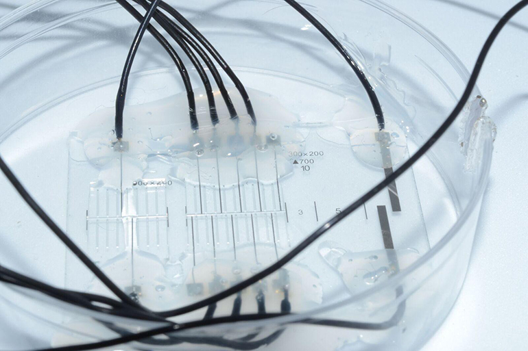 "Nerve-on-a-chip". Credits: Florent-Valéry Cohen/ École polytechnique fédérale de Lausanne