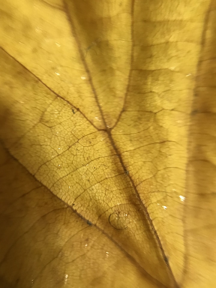 ©Close-up Engineering - Foto scattata con lente micro