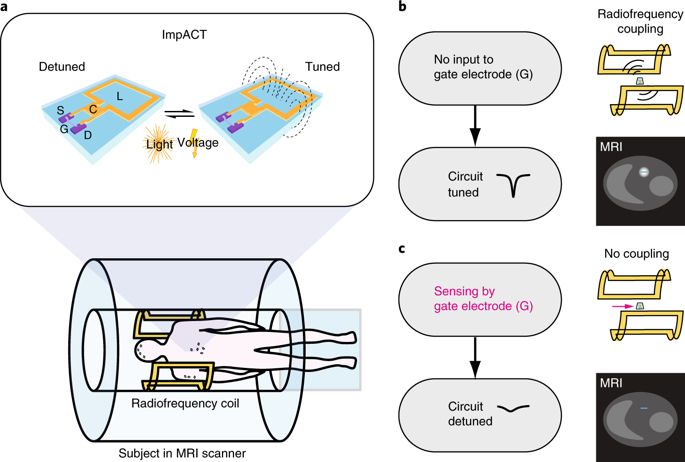 Impact come sonda di imaging per la risonanza magnetica funzionale. PH:nature.com