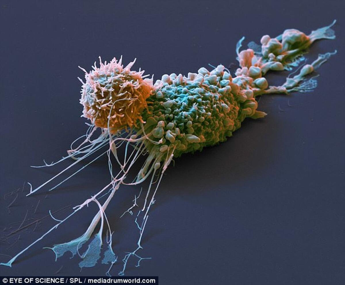Tasuku Honjo: "Nel 2050 l'immunoterapia batterà i tumori" - 
