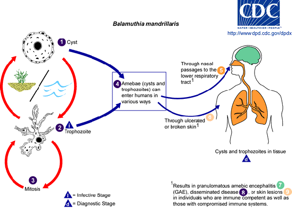 Ph: www.cdc.gov