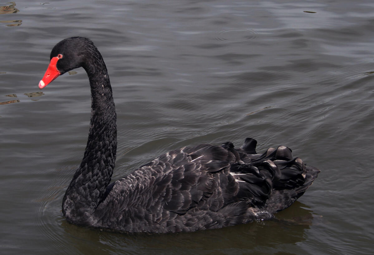La Teoria del Cigno Nero - Nassim Nicholas Taleb, autore del libro "Il Cigno Nero. L'impatto dell'altamente improbabile"