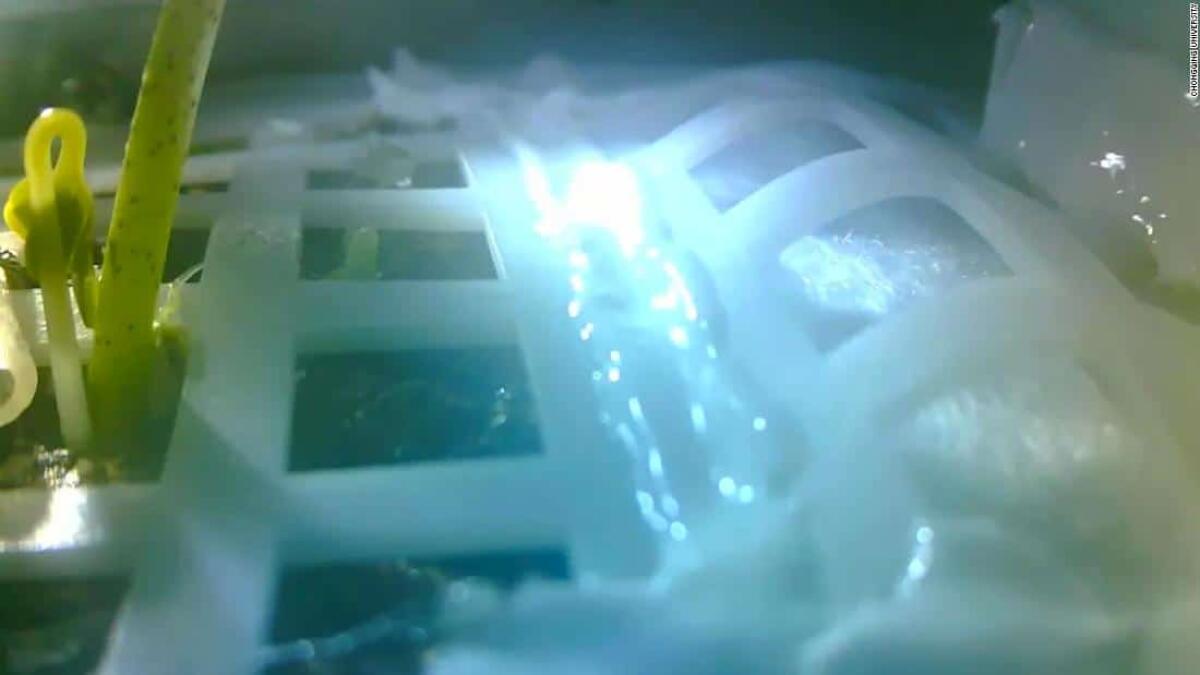 Chang'e-4: germogliati sulla Luna i semi di cotone - Semi di cotone, crediti: CSNA