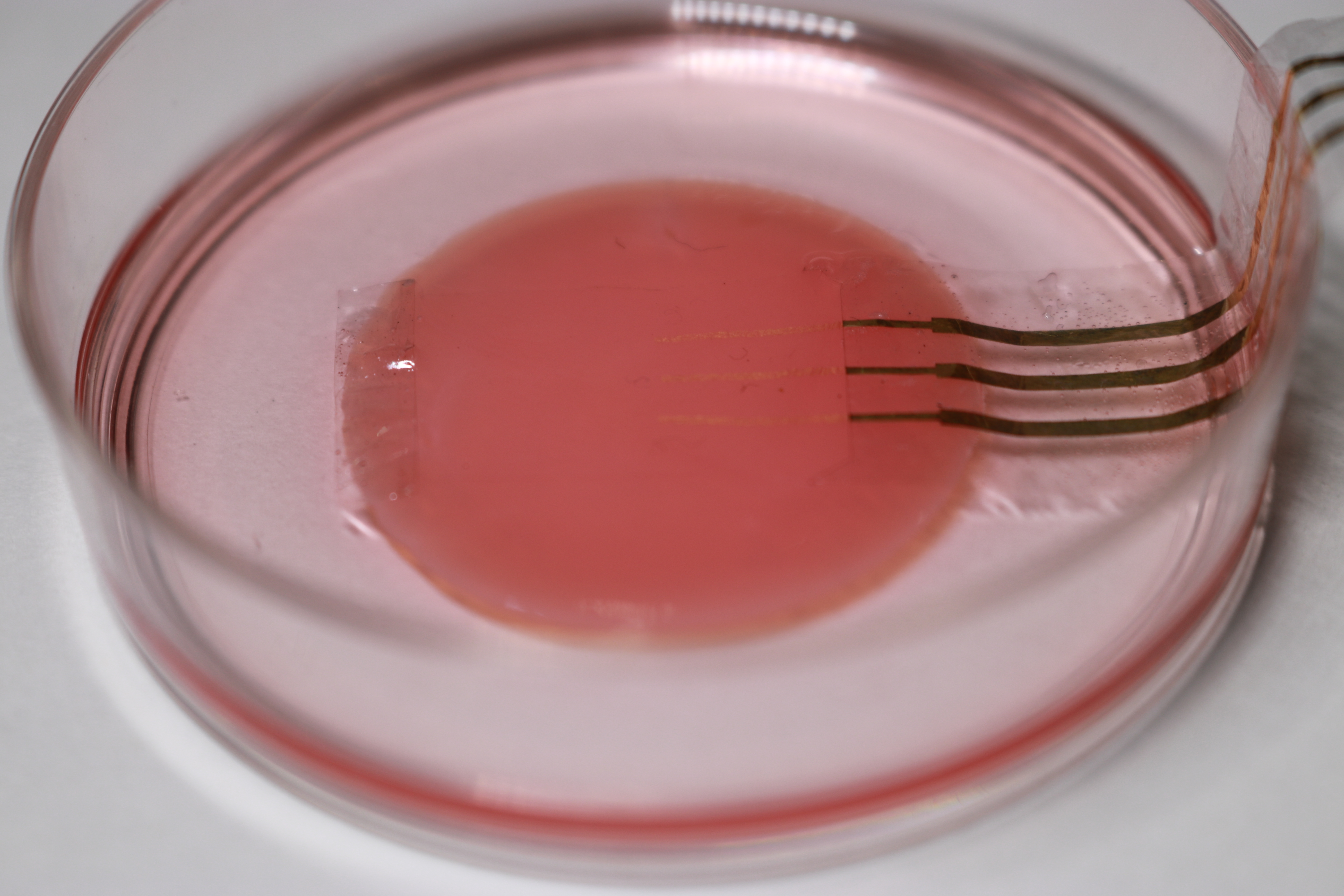 Strato di cardiomiociti dello spessore di qualche decina di micron. Ph: University of Tokyo