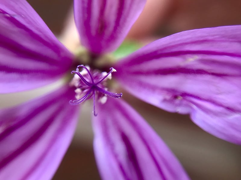 ©Close-up Engineering - Foto scattata con lente macro plus