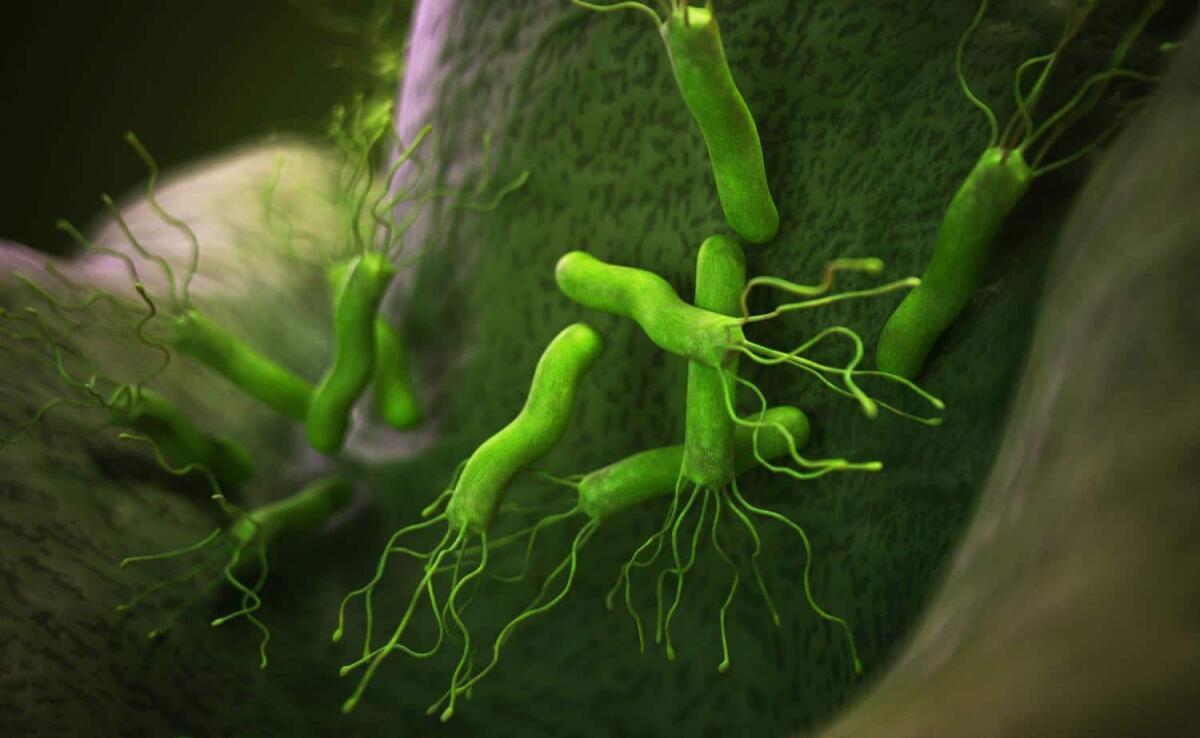Helicobacter Pylori: cosa lo rende così diffuso? - Ph: zdrowie.dziennik.pl