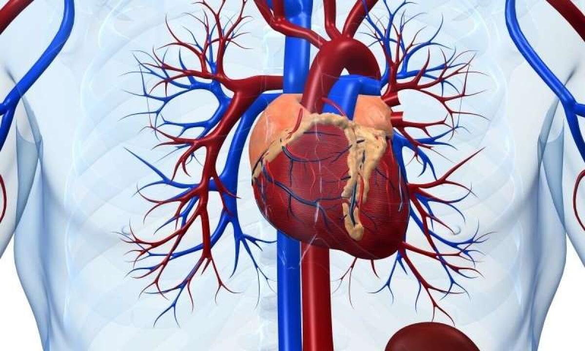 Macchina cuore-polmone: come funziona? - Macchina cuore-polmone: come funziona?
Credits: https://medicalxpress.com/
