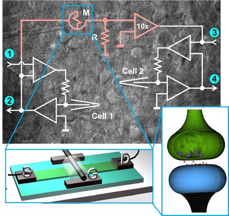 In basso nell'immagine la rappresentazione del Memristor Organico che connette i due neuroni, giocando il ruolo della sinapsi PH:cnr.it