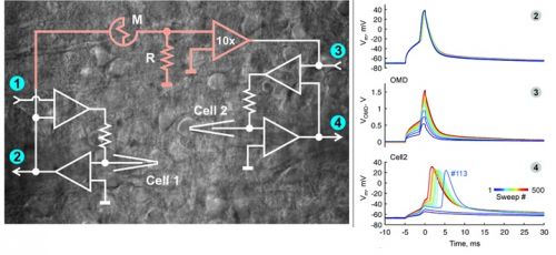 Una slice di cervello di ratto in cui sono identificate due cellule neocorticali (Cell1,2), M indica il Memristor Organico, in bianco lo schema elettrico semplificato del circuito. PH:cnr.it