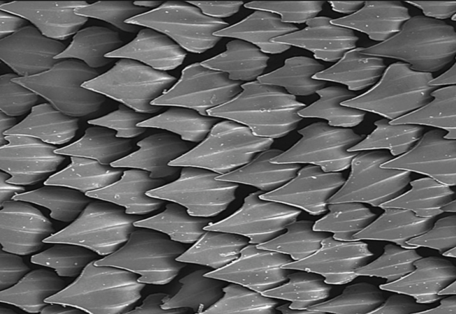 biomimicrybe.org