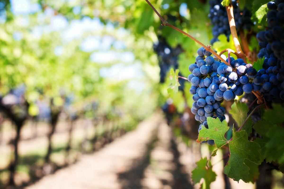 Un settore mai in declino: le vendite del vino italiano crescono ancora - 