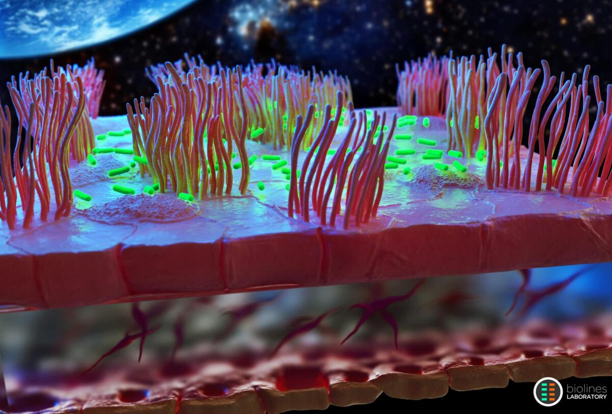 Organi in miniatura per studiare malattie in condizioni di microgravità - Organi miniatura, crediti: biolines.seas.upenn.edu