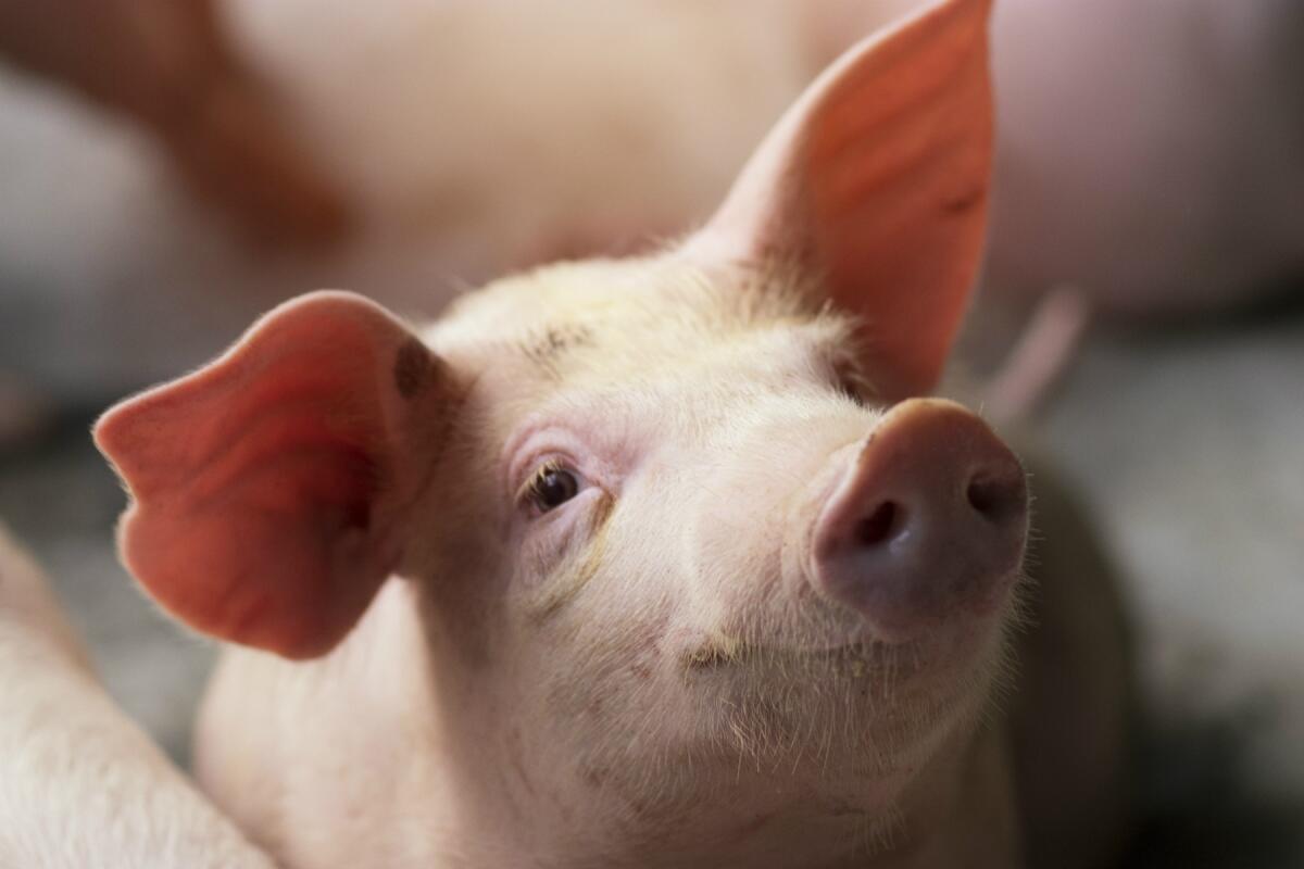 BrainEx: un sistema per tenere in vita i cervelli di maiale dopo la morte - Ph: agrariavannacci.com