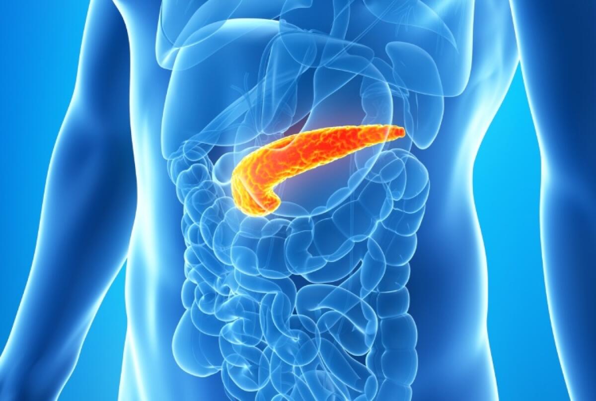 Foggia: il pancreas artificiale ormai è realtà - Schematizzazione della posizione del pancreas nel corpo umano
credits: livescience.com