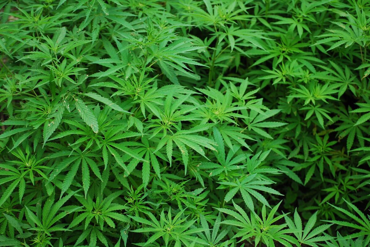 L'economia intorno alla cannabis light - 