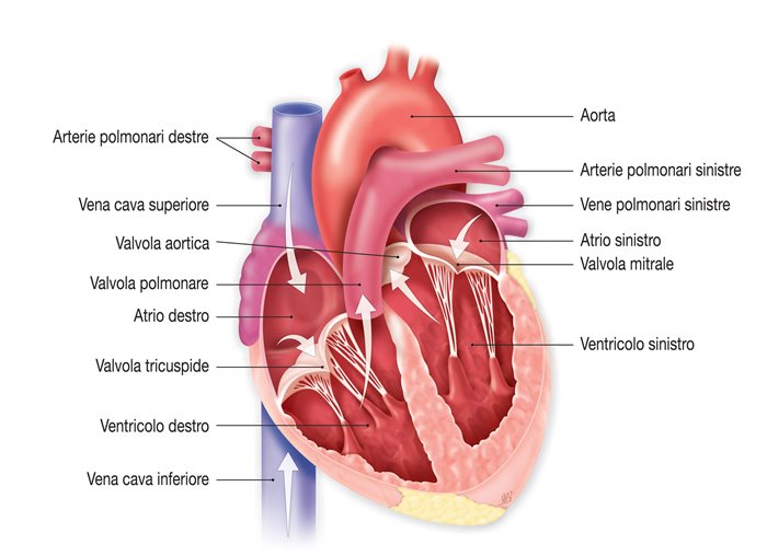 Il cuore e le valvole cardiache. Credits: Mitral Academy
