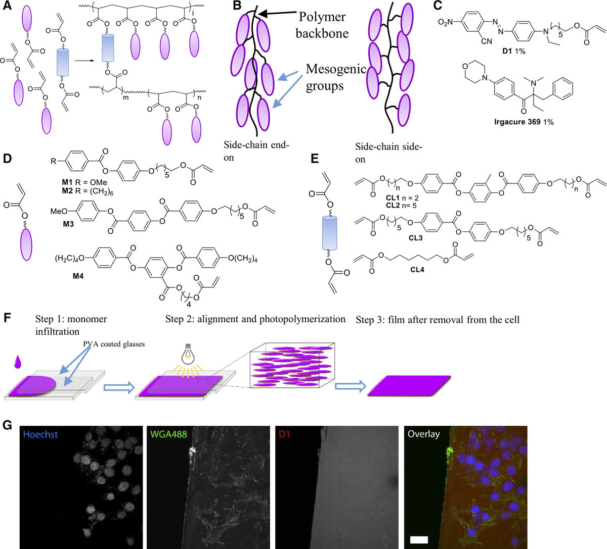 Componenti del film elastomerico liquido cristallino (LCE), preparazione e valutazione della biocompatibilità. Ph:.ahajournals.org